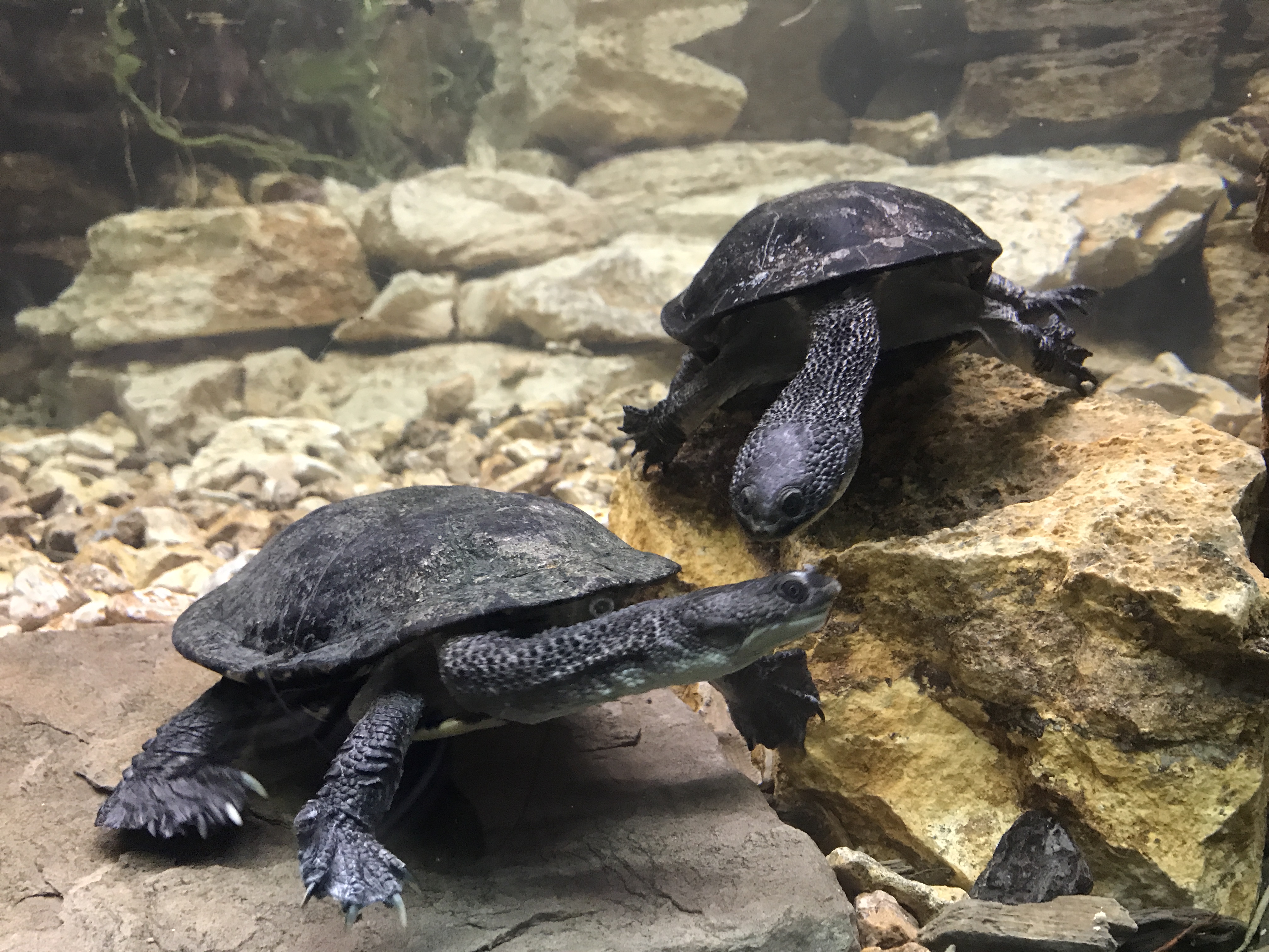 New Face in Reptiles — City of Albuquerque